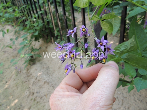 nightshade, bittersweet